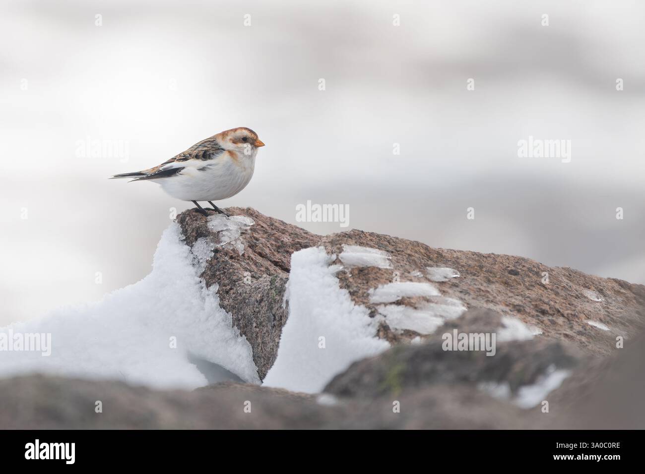 Bannière de neige (Plectrophenax nivalis) au sommet de la montagne Cairn Gorm, Écosse. Oiseau d'hiver mignon. Banque D'Images