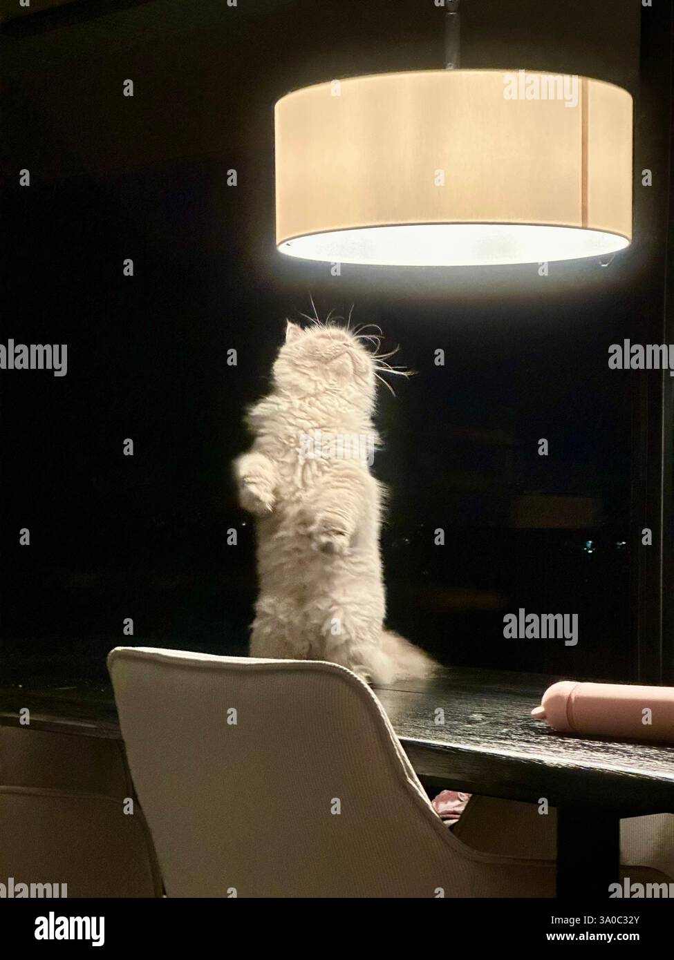 chat plying avec la lumière debout sur deux jambes Banque D'Images