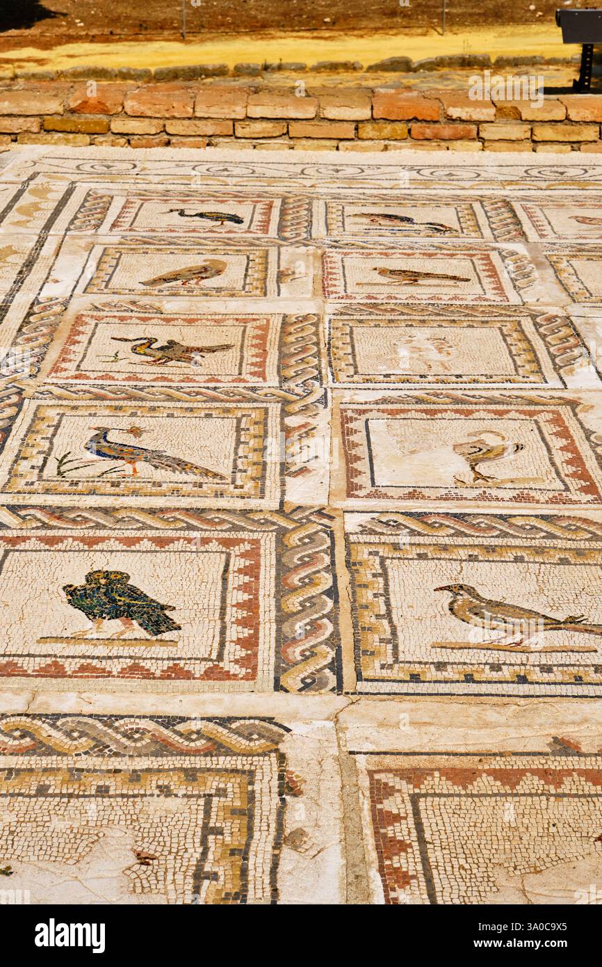 Mosaïques dans la Maison des oiseaux. Italica, une ville romaine près de Séville. Andalousie, Espagne Banque D'Images