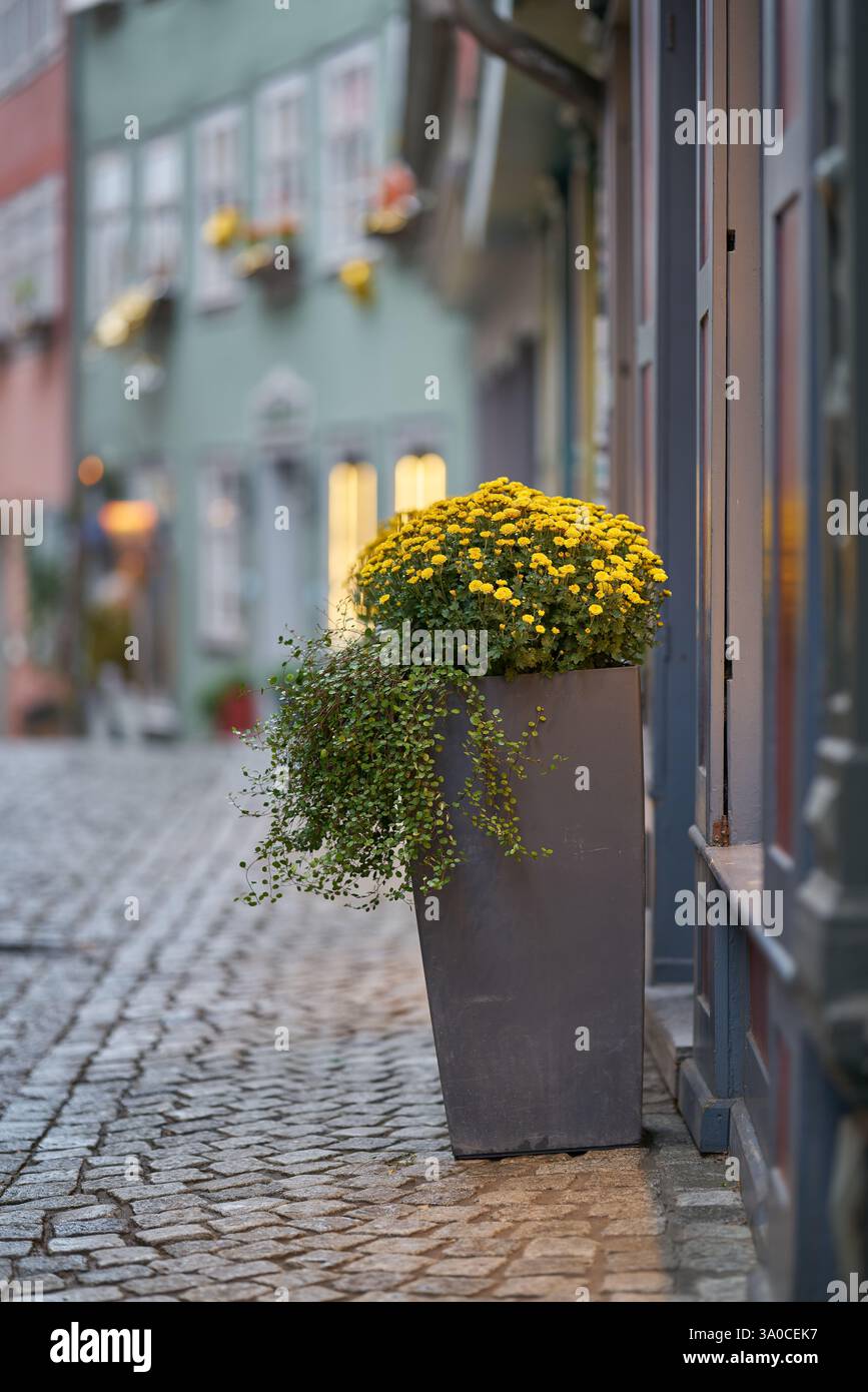 Fleurs dans un pot de fleurs devant un magasin sur le Kramerbrucke à Erfurt, Allemagne Banque D'Images