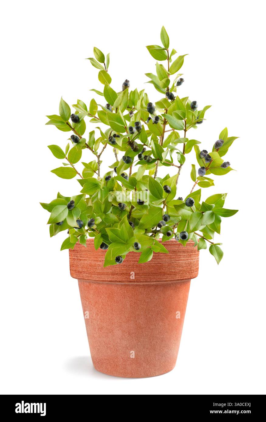 Plante de myrte avec des baies dans un vase isolé sur fond blanc Banque D'Images
