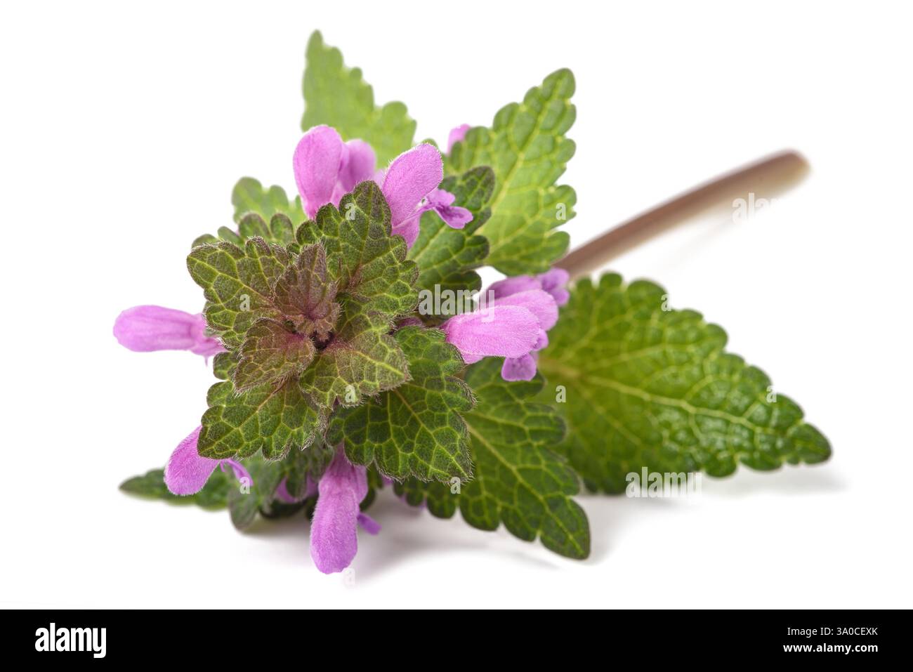 Ortie morte avec des fleurs isolées sur blanc Banque D'Images