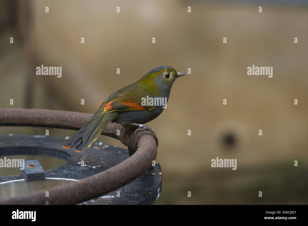Un jeune leiothrix à bec rouge au zoo de Londres Banque D'Images