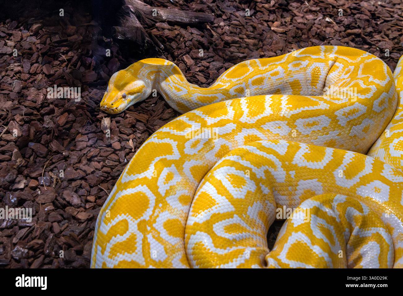Python birman albinos enroulé sur le sol dans une enclos de reptiles Banque D'Images