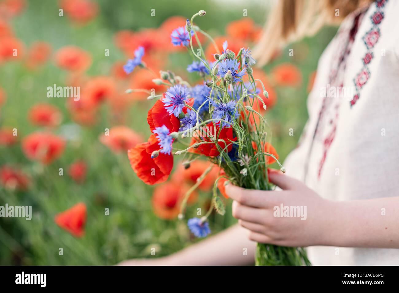 Journée de la Constitution ukrainienne. 24 août. Fête patriotique. portrait extérieur. Fille en broderie traditionnelle collectant des coquelicots dans le champ. Blooming Poppi Banque D'Images