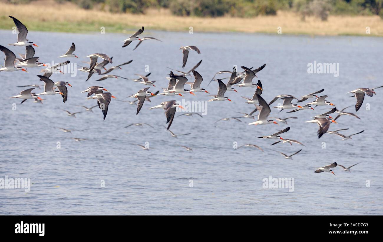 Troupeau d'écrémeurs africains (Rynchops flavirostris) de Murchison Falls, Ouganda. Banque D'Images