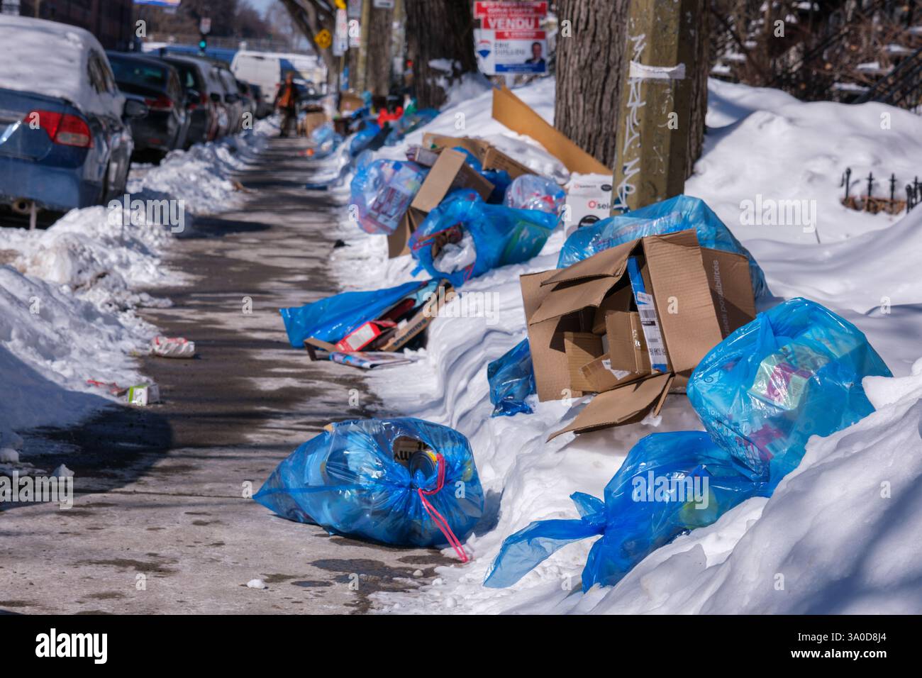Montréal, Canada. 3 mars 2025 ; les sacs de recyclage envahissent les rues puisque la collecte des ordures est suspendue depuis la dernière tempête hivernale Banque D'Images