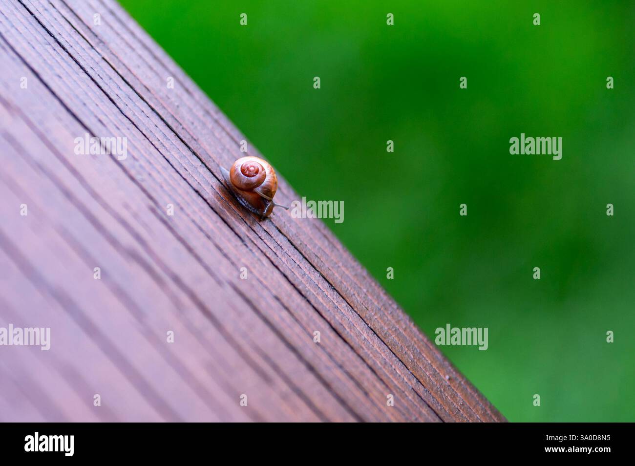 Un petit escargot sur une balustrade en bois, gros plan, avec la texture du bois clairement visible Banque D'Images