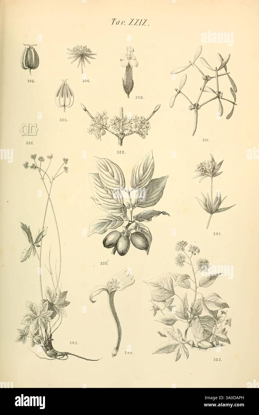 Flora marchigiana, Pesaro, Premiato Stab. tipo-éclairé. Federici, 1890-1891, Italie, Marches, plantes, une plaque botanique illustrée présentant une variété d'espèces végétales. La composition comporte des dessins au trait complexes de diverses fleurs, feuilles et gousses de graines, chacune étiquetée avec un numéro distinctif pour l'identification. Les illustrations comprennent des détails tels que la morphologie des tiges, des fleurs et des fruits, mettant en évidence la diversité des formes et des structures dans le règne végétal. Cette plaque sert d'étude des formes botaniques, offrant un aperçu des caractéristiques uniques de chaque spécimen. Banque D'Images