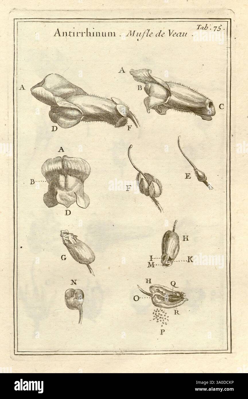 Joseph Pitton de Tournefort, Institutiones Rei herbariae, Parisiis, E Typographia Regia, 1700-[1703], botanique, œuvres pré-linnéennes, cette illustration visuelle présente une série d'études botaniques détaillées axées sur l'Antirrhinum, communément appelé snapdragon. L'agencement comprend des parties étiquetées de la plante, telles que les fleurs et les structures reproductrices, identifiées par des lettres De A à R. chaque section étiquetée met en évidence des caractéristiques anatomiques spécifiques, fournissant des informations sur la morphologie de l'espèce. La composition souligne les détails complexes des fleurs et de leurs composants, Banque D'Images