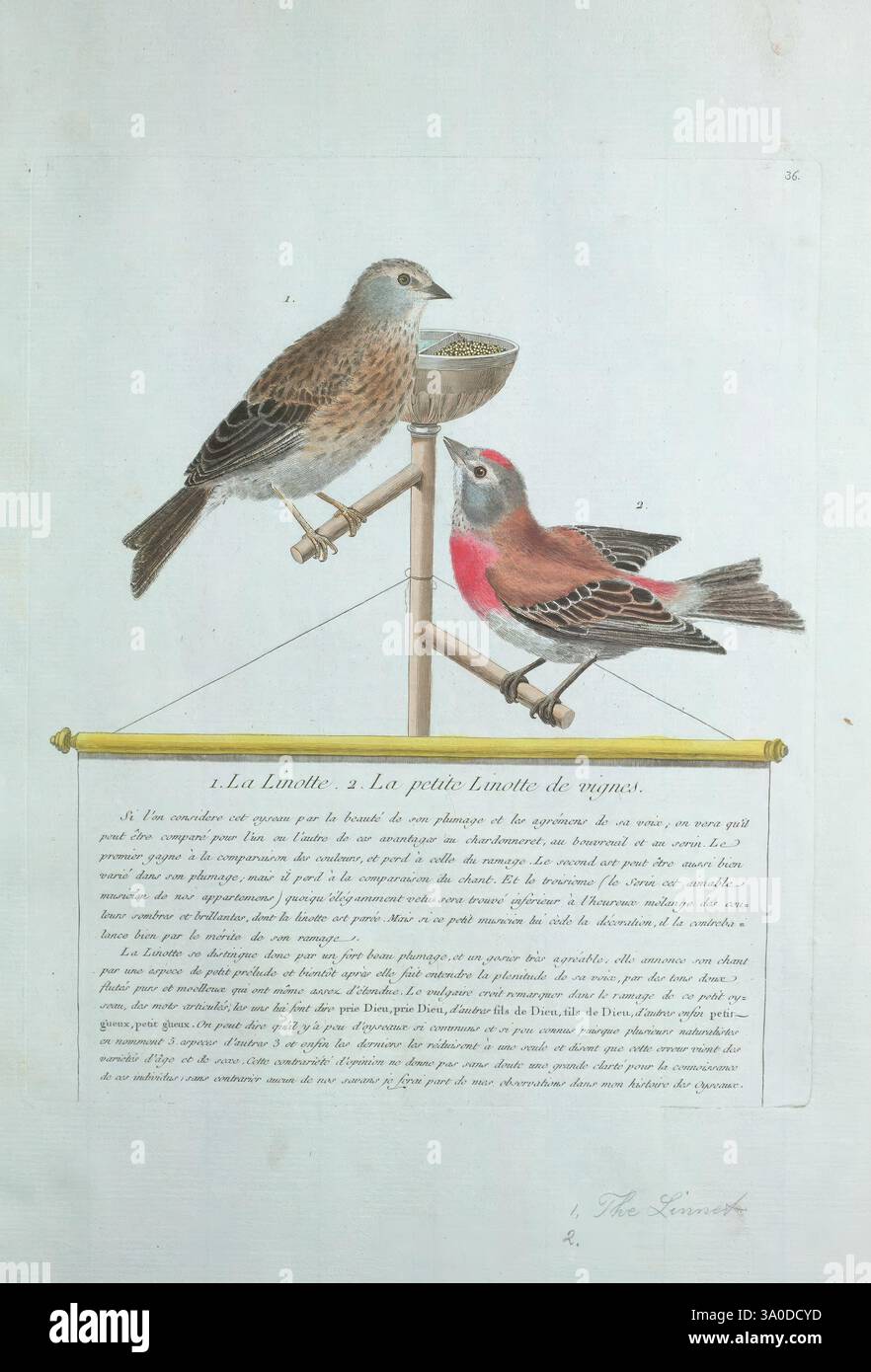 Ornithologie, Paris, L'artiste, 1773-1792, oiseaux, œuvres picturales, l'illustration présente deux oiseaux perchés sur une barre horizontale, mettant en valeur leur plumage distinct. L'oiseau gauche a une coloration brunâtre avec des notes de nuances plus claires, tandis que l'oiseau droit affiche une teinte rose vibrante sur sa poitrine, contrastant avec ses ailes et son dos plus foncés. Sous les oiseaux, il y a un texte manuscrit qui fournit des informations ou du contexte sur les sujets ci-dessus, élégamment présenté dans un format décoratif. La composition entière est encadrée avec une bordure simple, améliorant les détails des oiseaux et de l'accom Banque D'Images