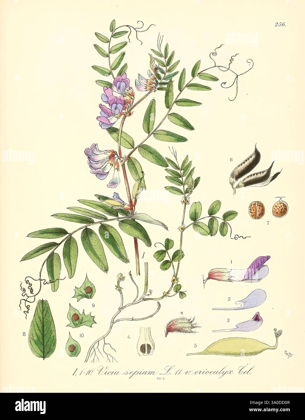 Icones florae Germanicae et Helveticae, simul Pedemontanae, Tirolensis, Istriacae, Dalmaticae, Austriacae, Hungaricae, Transylvanicae, Moravicae, Borussicae, Holsaticae, Belgicae, Hollandicae, ergo Mediae Europae. Lipsiae, F. Hofmeister 1834-1912. [v. 1, 1850], Europe, œuvres picturales, plantes, cette illustration botanique présente une étude détaillée de l’espèce végétale *Lathyrus sativus*, également connue sous le nom de pois de graminée. La figure principale montre les feuilles, les fleurs et les gousses de la plante. Cette représentation centrale est accompagnée d'annotations numérotées qui mettent en évidence divers aspects de l'anatomie de la plante : le Banque D'Images
