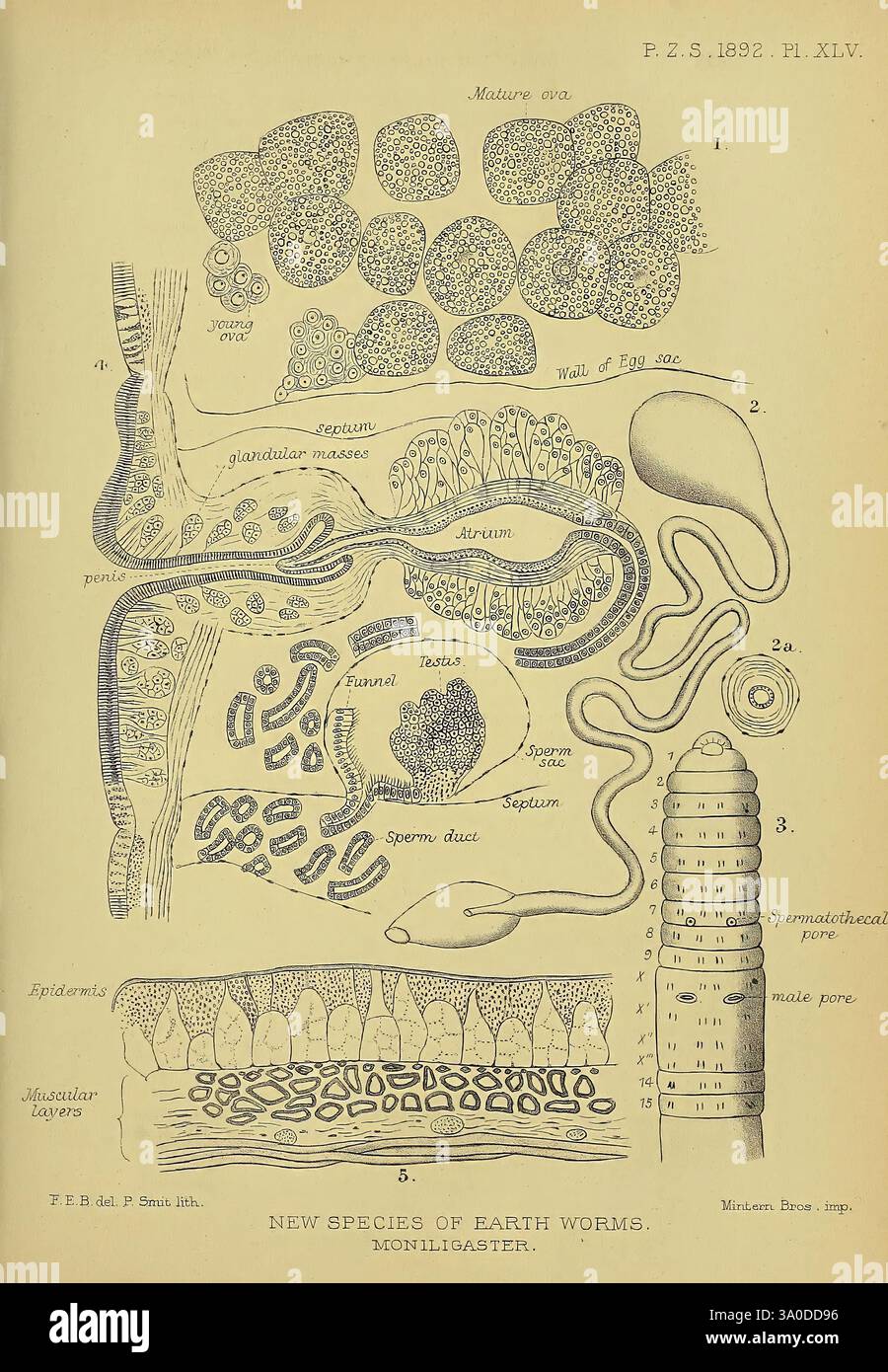 Proceedings of the Zoological Society of London, London, Academic Press Periodicals, Zoology, cette illustration présente diverses étapes et structures d'une espèce de ver de terre nouvellement identifiée, intitulée 'Moniligaster'. Il comprend des diagrammes détaillés mettant en évidence la forme mature, les sacs d'oeufs et les organes reproducteurs. L'image présente des sections étiquetées qui décrivent l'anatomie du ver, telles que le réservoir spermathécal, l'intestin et les couches musculaires. Chaque partie est méticuleusement décrite pour fournir un aperçu éducatif sur les caractéristiques biologiques de l'organisme et les phases de développement, contribu Banque D'Images