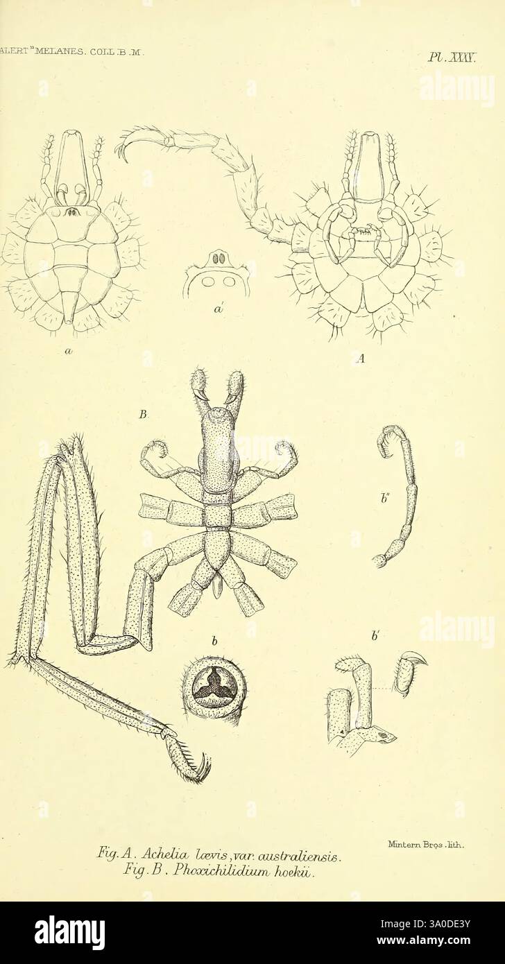 Rapport, sur, le, zoologique, collections, Made, In, The, Indo-Pacific, Ocean, pendant, le, voyage de H.M.S. 'Alert', 1881-2, Londres, 1884, alertes, Loop, 1856, 1895, Australie, îles, de, l'Océan Indien, de Mélanésie, scientifique, expéditions, zoologie, crustacés, Achelia, laevis, Phoxichilidium, hoekii, Achelia, laevis, Phoxichilidium, hoekii, Port, Jackson, Dundas, détroit, Prince, of, pays de Galles, Manche, jeudi, île, Australie, l'illustration présente une représentation scientifique détaillée de diverses structures anatomiques liées à une espèce du genre Ateleia, mettant en évidence significan Banque D'Images