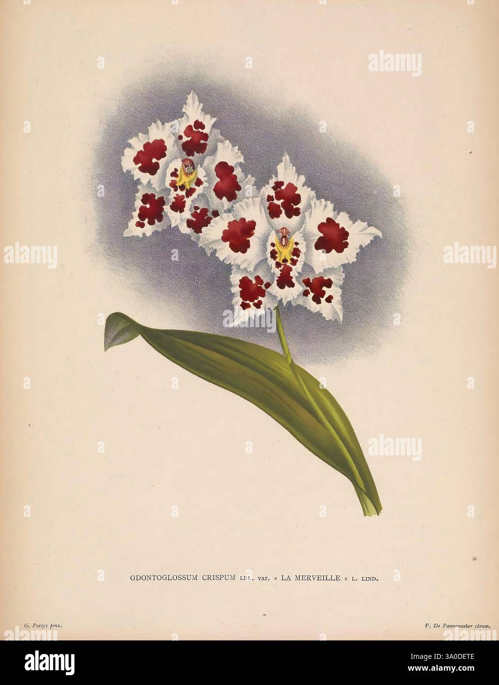 Lindenia Gand [Belgique] impr. F. Meyer-van Loo 1885-1906 guides de classification identification nomenclature nomenclature Orchidaceae orchidées œuvres picturales terminologie fleurs tiges feuilles, Une représentation magnifiquement illustrée de la variété d'orchidée Odontoglossum crispum, également connue sous le nom de 'la merveille'. L'œuvre présente des détails complexes de la morphologie unique de la fleur, mettant en valeur ses pétales blancs frappants ornés de marques rouges profondes et Bordeaux. La composition met en valeur les textures et les formes délicates, attirant l'attention sur la courbe élégante des feuilles allongées qui g Banque D'Images