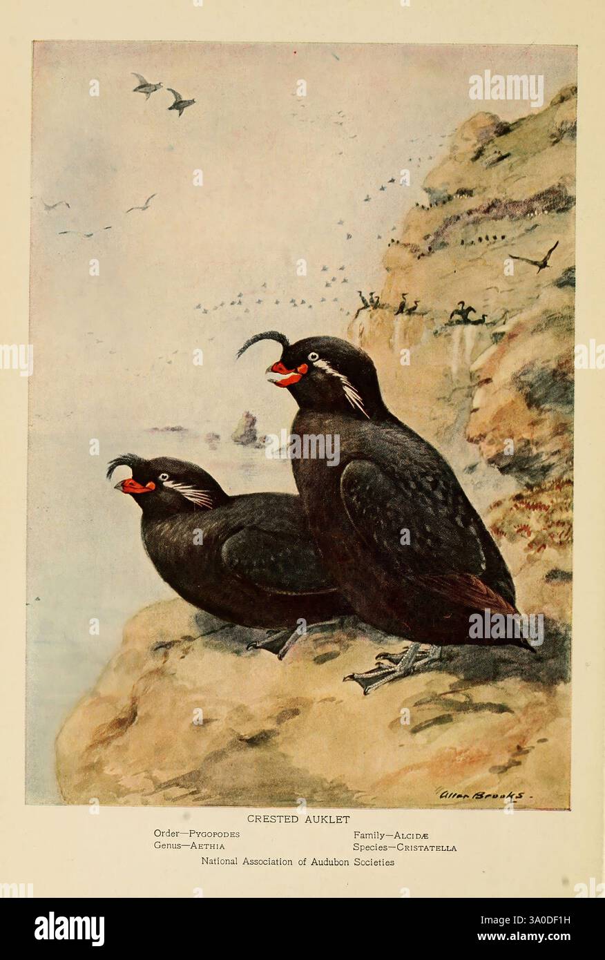 Alaskan, oiseaux-vie, comme, représenté, par, beaucoup, écrivains, copie, 1, New York, national, Association, of, Audubon, sociétés, 1914, Alaska, oiseaux, Aethia cristatella, auklet, Allan Brooks, auklet à crête, deux auklets à crête sont perchés sur un rebord rocheux, surplombant un paysage marin serein. Leurs caractéristiques distinctives comprennent un plumage sombre et élégant et des crêtes saillantes et courbées sur leurs têtes, complétées par des becs orange vif qui se détachent contre leurs corps. L'arrière-plan révèle un environnement côtier, avec des vagues douces qui se battent contre le rivage et des teintes douces faisant allusion au ciel au-dessus. La note de légende Banque D'Images