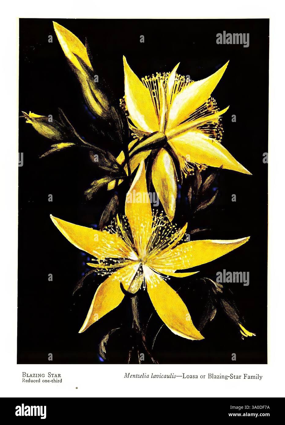 Sauvage, fleurs, de, les, montagnes, canyons, et, vallées, de, Californie, San, Francisco, H. S., Crocker, Co [c1915], botanique, Californie, pictural, œuvres, fleurs sauvages, Mentzelia laevicaulis, Une représentation vibrante de la fleur Blazing Star, mettant en valeur ses pétales allongés saisissants disposés dans une formation élégante. Les fleurs sont d'un jaune brillant, avec des détails complexes soulignant leur texture et leur structure, tandis que leur étamine délicate ajoute une touche de douceur. Autour des fleurs se trouvent des feuilles vertes luxuriantes, contribuant à la beauté globale de cette représentation botanique. Le noir b Banque D'Images