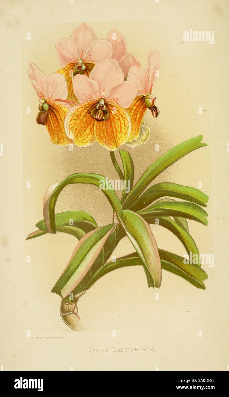über, Orchideen, Berlin, Parey, 1896, Orchidaceae, Une superbe illustration de l'orchidée Vanda Sanderiana, mettant en valeur ses fleurs délicates avec un doux mélange de tons pêche et jaune. Les fleurs sont caractérisées par leur forme distinctive, avec des pétales proéminents qui se courbent doucement vers l'extérieur. Autour des fleurs se trouvent des feuilles vertes luxuriantes, contribuant à l'élégance globale de la composition. Cette œuvre d'art botanique capture la beauté et les détails complexes de l'orchidée, soulignant son importance dans les études florales. Banque D'Images