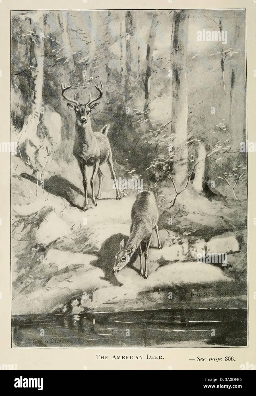 Quatre pieds, Américains, et, leur, parent, New York, Macmillan, 1898, t.p, 1901, États-Unis, cerfs, mammifères, Une paire de cerfs se dresse dans un cadre forestier serein, à côté d'un ruisseau doux. La scène met en scène un cerf mâle avec des bois impressionnants, observant attentivement ses environs, tandis qu'une cerf femelle pèle paisiblement à proximité. Des arbres imposants les entourent, leurs troncs et leurs branches créant un cadre naturel. La lumière filtrant à travers le feuillage projette des ombres douces, améliorant l'atmosphère tranquille de ce moment idyllique de la vie sauvage. Banque D'Images