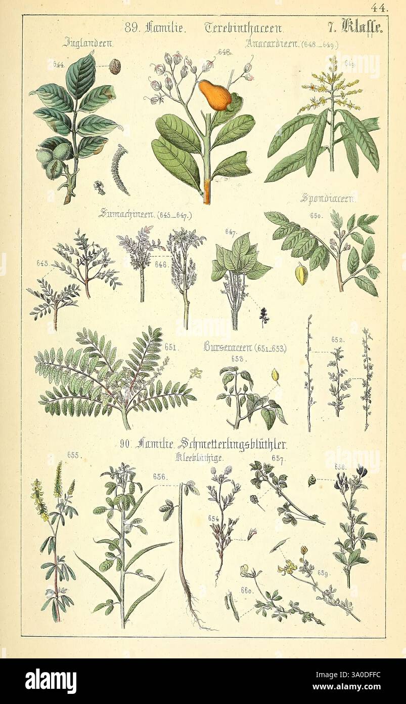 Populäre Botanik Stuttgart, Krais & Hoffmann, 1857, exploration botanique, plantes, cette illustration présente une collection de dessins botaniques mettant en valeur une variété d'espèces végétales. Chaque plante est méticuleusement étiquetée avec son nom scientifique et le numéro correspondant, démontrant des représentations détaillées des feuilles, des fleurs et des tiges. La mise en page est organisée en sections, présentant des caractéristiques uniques telles que les formes des feuilles et les arrangements floraux. Les plantes comprennent un mélange d'herbes et de fleurs sauvages, mettant en évidence leurs diverses formes et structures. L'utilisation du travail au trait et des détails subtils Banque D'Images
