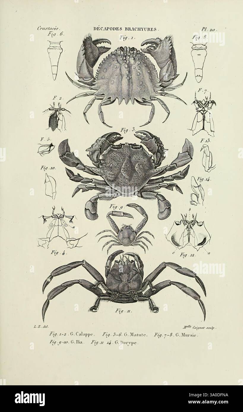 1850 - Crevettes et puces de mer