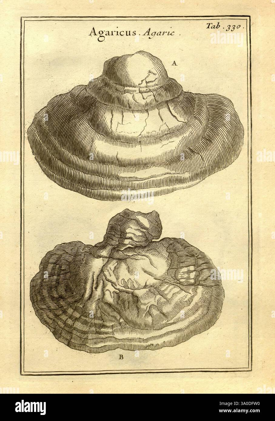 Joseph Pitton de Tournefort, Institutiones Rei herbariae, Parisiis, E Typographia Regia, 1700-[1703], botanique, œuvres pré-linnéennes, l'illustration présente deux vues distinctes d'un champignon appartenant au genre Agaricus, étiqueté comme 'Agaricus agaric'. La vue supérieure (A) montre le champignon avec un chapeau arrondi proéminent qui a des crêtes et des textures complexes et ondulées, suggérant une parenté avec d'autres espèces fongiques. La vue inférieure (B) offre une perspective alternative, mettant en évidence les irrégularités et les détails de la coiffe et des branchies. Les deux représentations sont soigneusement rendues, soulignant l'unique Banque D'Images
