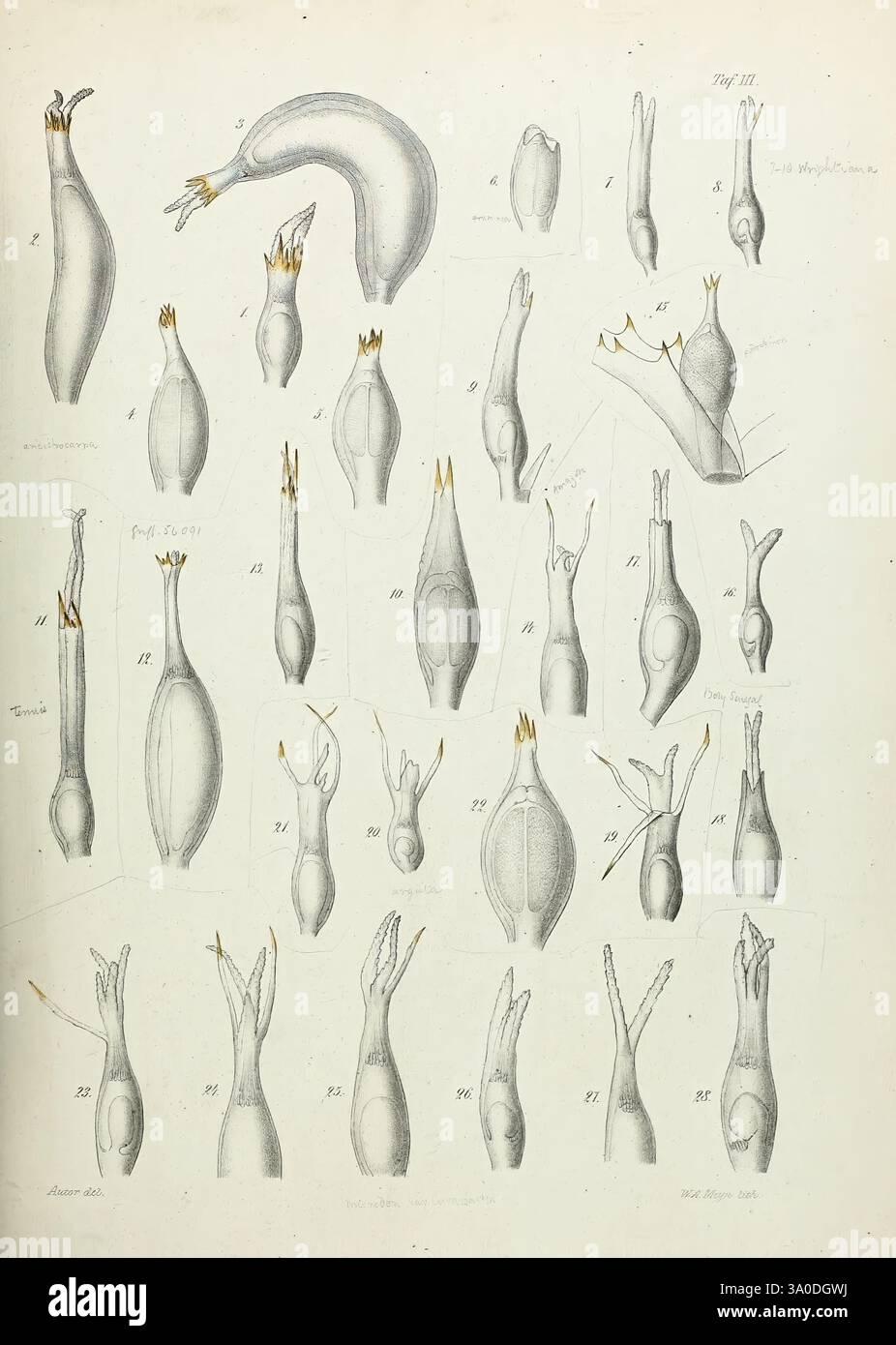 Beiträge zur Kenntnis der Gattung Najas l, Berlin, 1870., l'illustration présente une collection de croquis anatomiques mettant en évidence diverses formes de tentacules ou d'appendices, montrant leurs formes, structures et orientations uniques. Chaque figure est étiquetée avec des annotations numériques, fournissant une référence pour l'identification et l'étude. Les détails complexes capturent la courbure et la segmentation de chaque appendice, soulignant les variations de taille et de morphologie. Cet arrangement facilite une analyse comparative, probablement destinée à des fins éducatives ou scientifiques dans l'étude de la biologie Banque D'Images