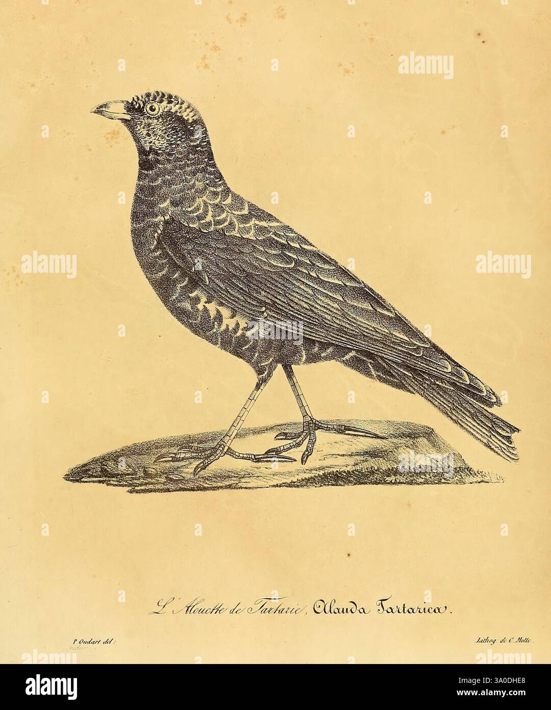 La Galerie des oiseaux, Paris, Carpentier-Méricourt, 1834, oiseaux, œuvres picturales, Une illustration détaillée d'un oiseau, mettant en valeur une vue de profil saisissante. La créature présente un corps élégant avec des motifs de plumes complexes, mélangeant des nuances de noir profond et des notes de brun. Son bec allongé est bien défini, et l'oiseau se tient debout sur deux pattes minces, soulignant sa posture élégante. En dessous de l'illustration, le texte identifie l'espèce, attribuée à l'artiste et comprend un numéro de plaque, suggérant qu'elle fait partie d'une étude botanique ou zoologique plus vaste. La composition globale met en évidence Banque D'Images