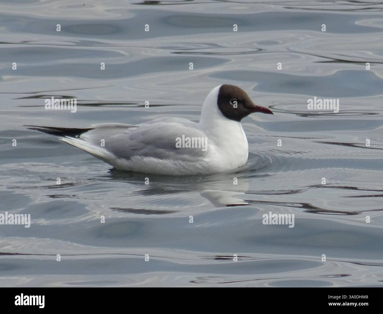 mouette à tête noire nageant dans l'eau Banque D'Images