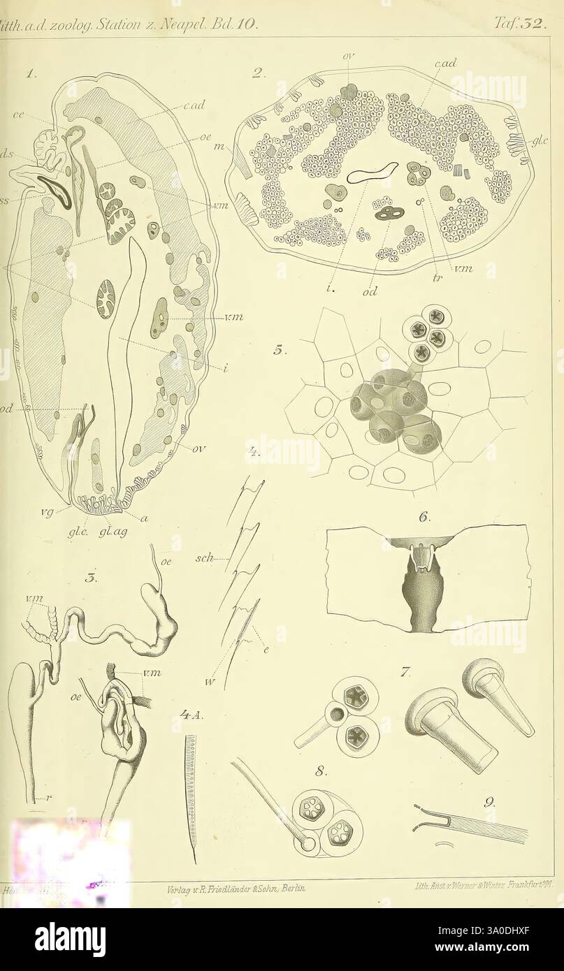 Mittheilungen aus der Zoologischen Station zu Neapel, Berlin, Friedlander, 1879-1921, périodiques, zoologie, Musée de zoologie comparée, anatomie, cactus Coccus, l'illustration présente une série de diagrammes scientifiques détaillés, mettant en valeur diverses structures biologiques et formations cellulaires. La section supérieure présente une coupe transversale d'un organe ou d'un tissu, avec des parties marquées comprenant des éléments vasculaires et des composants cellulaires. En dessous de cela, les structures cellulaires sont représentées dans divers grossissements, mettant en évidence des détails tels que les noyaux, les membranes et les organites. Les diagrammes sont méticuleusement la Banque D'Images