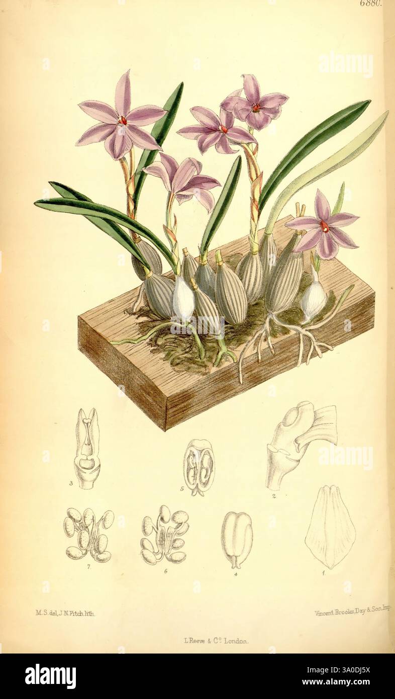 Curtis's Botanical magazine, Londres, New York, illustration botanique, botanique, périodiques, œuvres picturales, plantes ornementales, Curtis, l'illustration met en valeur un arrangement vibrant d'orchidées aux pétales délicats et roses et aux feuilles vertes luxuriantes. Ces fleurs frappantes émergent d'une base en bois surélevée qui fournit un habitat naturel pour leur croissance. Autour des orchidées se trouvent des croquis botaniques détaillés de différents composants d'orchidées, y compris des fleurs, des structures reproductrices et des racines. Chaque dessin offre une vue rapprochée de l'anatomie complexe et de la conception de l'orchidée, soulignant leur Banque D'Images