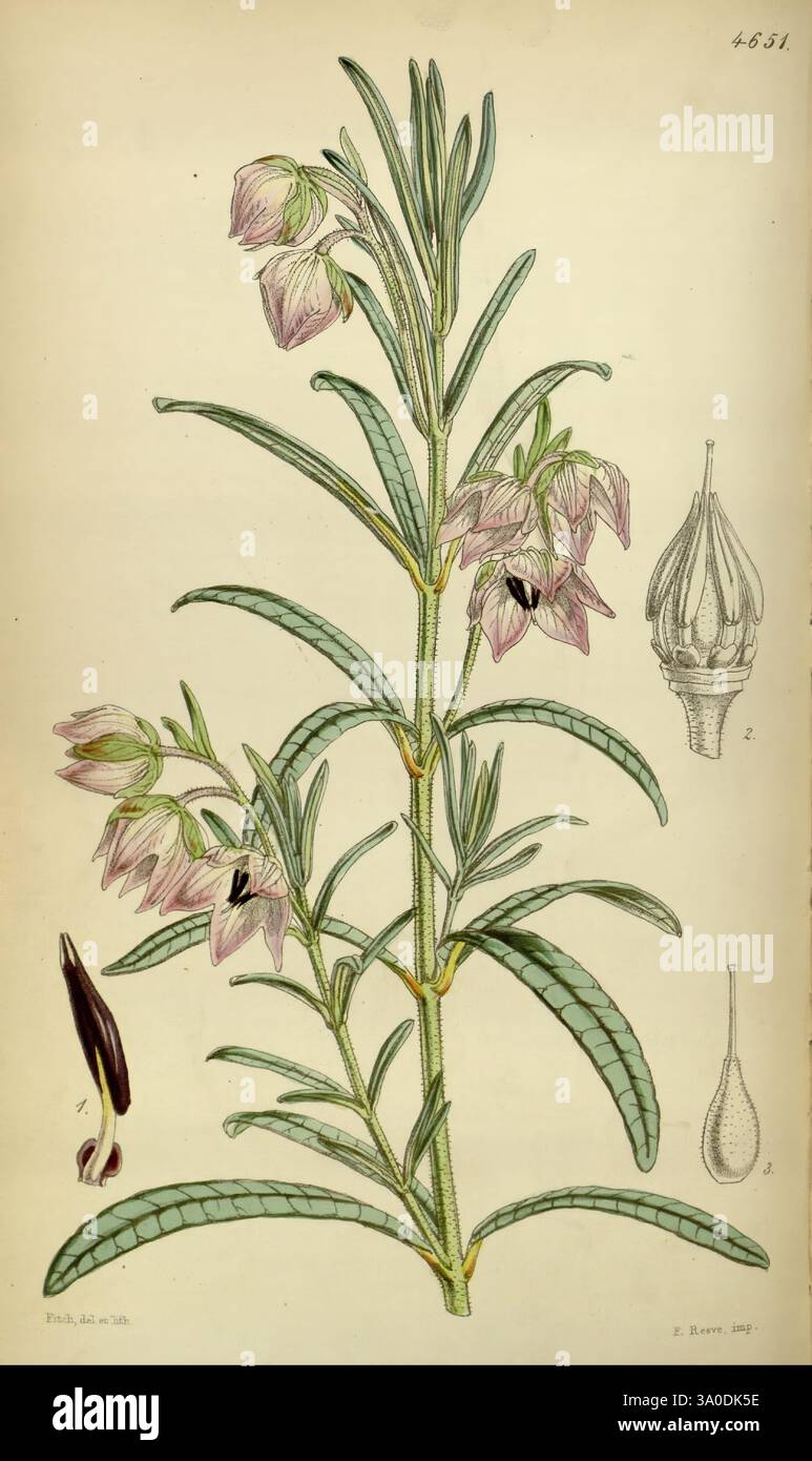 Curtis's Botanical Magazine Londres New York Botanique illustration botanique périodiques œuvres picturales plantes ornementales Curtis Guichenotia Macrantha Australie Australie occidentale Swan River Walter Hood Fitch, l'illustration présente une plante à fleurs, avec des feuilles vertes allongées et délicates fleurs en forme de cloche qui sont ornés de teintes subtiles. Chaque fleur a une structure distincte, affichant une zone sombre intérieure et une paire de sépales minces. Autour de la plante principale sont étiquetés des diagrammes qui représentent divers détails botaniques : l'un illustre la morphologie de la fleur, tandis que d'autres highli Banque D'Images