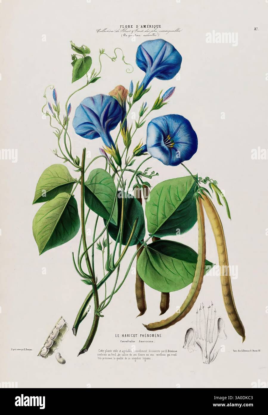 Flore d'Amérique, Paris, Gihaut 1843-1846, America, oeuvres picturales, plants, Une étude botanique magnifiquement illustrée présente des fleurs bleues vibrantes avec des pétales proéminents en forme de trompette, entourés de feuilles vertes luxuriantes. La composition comprend des représentations détaillées de vrilles et de gousses de graines, mettant en valeur la forme naturelle de la plante. L'illustration est accompagnée d'étiquettes scientifiques, fournissant un aperçu de la classification et des caractéristiques de la plante. Cette œuvre met en valeur les subtilités de l'art botanique, célébrant la beauté et la diversité de la vie végétale. Banque D'Images