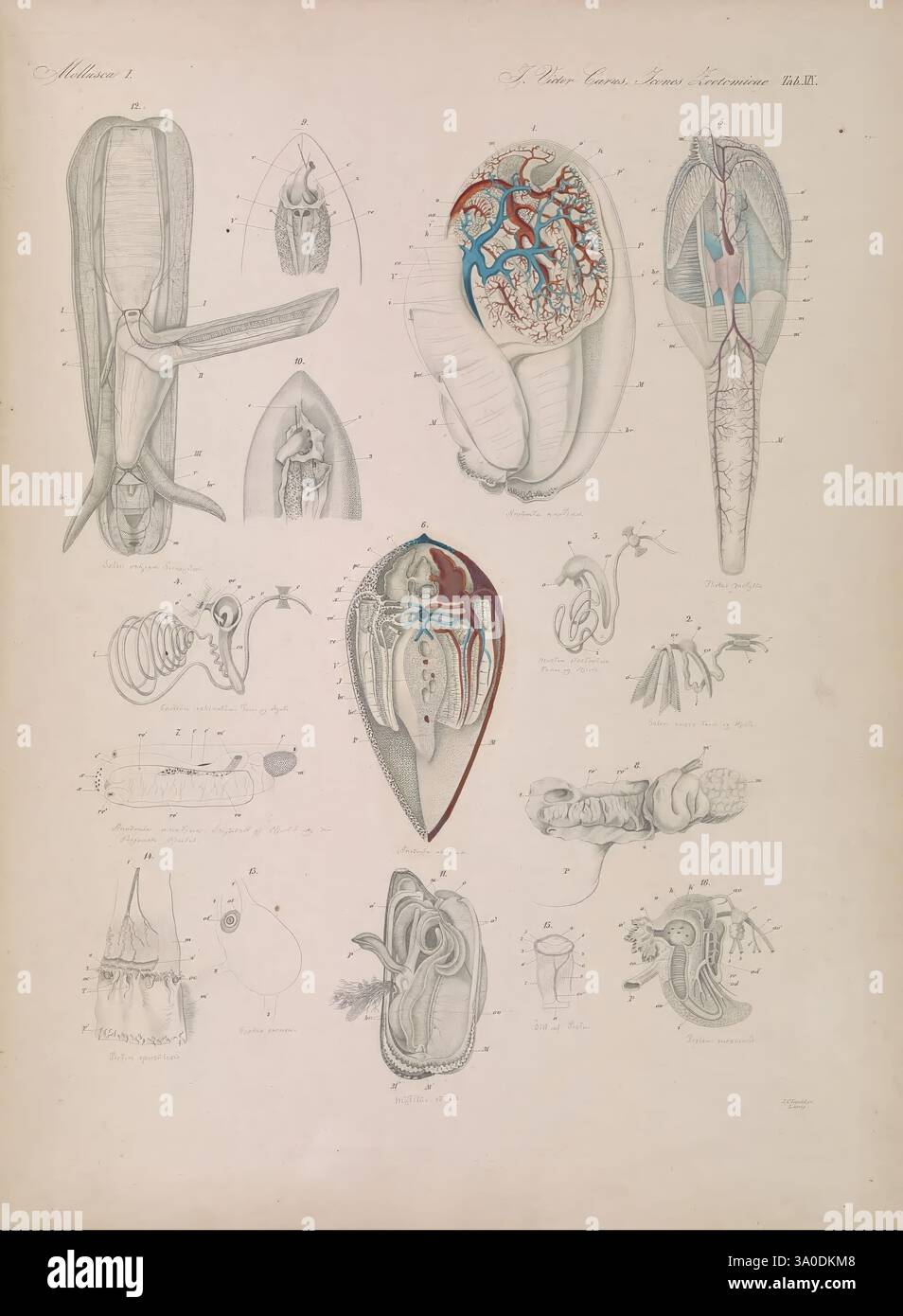 Icones zootomicae, Leipzig, W. Engelmann, 1857, atlas, anatomie, comparative, l'illustration présente une série d'études anatomiques détaillées d'un cétacé, probablement une baleine. Il présente diverses vues et coupes transversales qui mettent en évidence les structures internes, y compris les systèmes respiratoire et circulatoire. Les diagrammes incluent le cœur, les poumons et les principaux vaisseaux sanguins, mettant l'accent sur leurs relations et leurs fonctions complexes. D'autres éléments anatomiques, tels que la structure squelettique et la musculature, sont représentés, fournissant un aperçu de la physiologie de la baleine. Chaque section est étiquetée pour clari Banque D'Images