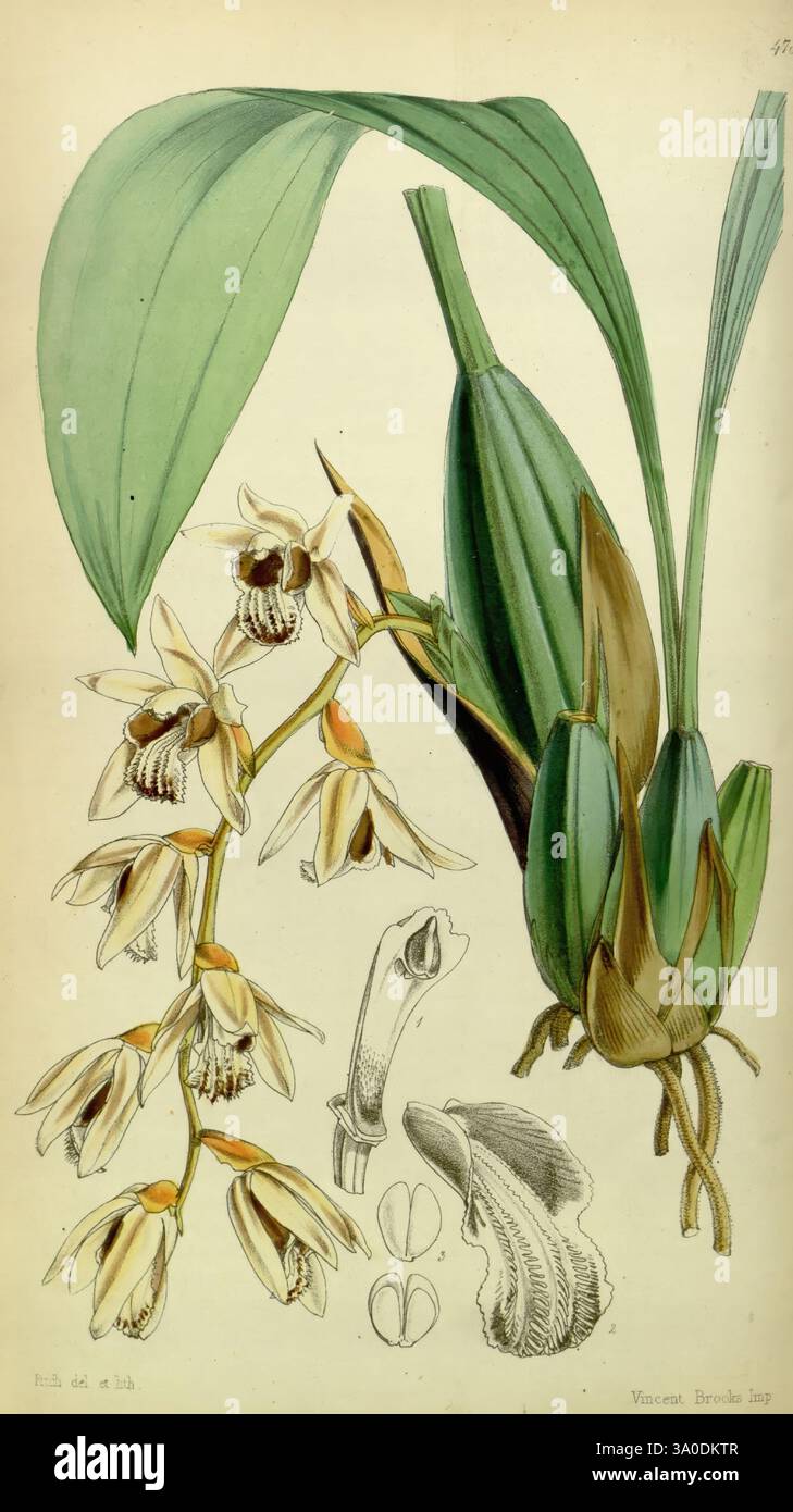 Curtis's Botanical Magazine, Londres, New York, botanique, périodiques, œuvres picturales, Coelogyne, Testacea, Monandria de couleur argile, Orchidaceae, orchidées, Asie de l'est, fleurs, Walter Hood Fitch, Curtis, William Jackson Hooker, Singapour, l'illustration présente une étude botanique détaillée d'une espèce d'orchidée. Le dessin comprend un groupe de fleurs délicates et blanc crème avec des marques complexes et une lèvre proéminente. Autour des fleurs sont allongées des feuilles vertes, mettant en valeur leur texture riche et la variation de forme. En outre, la composition comprend diverses parties de la plante, telles que Banque D'Images