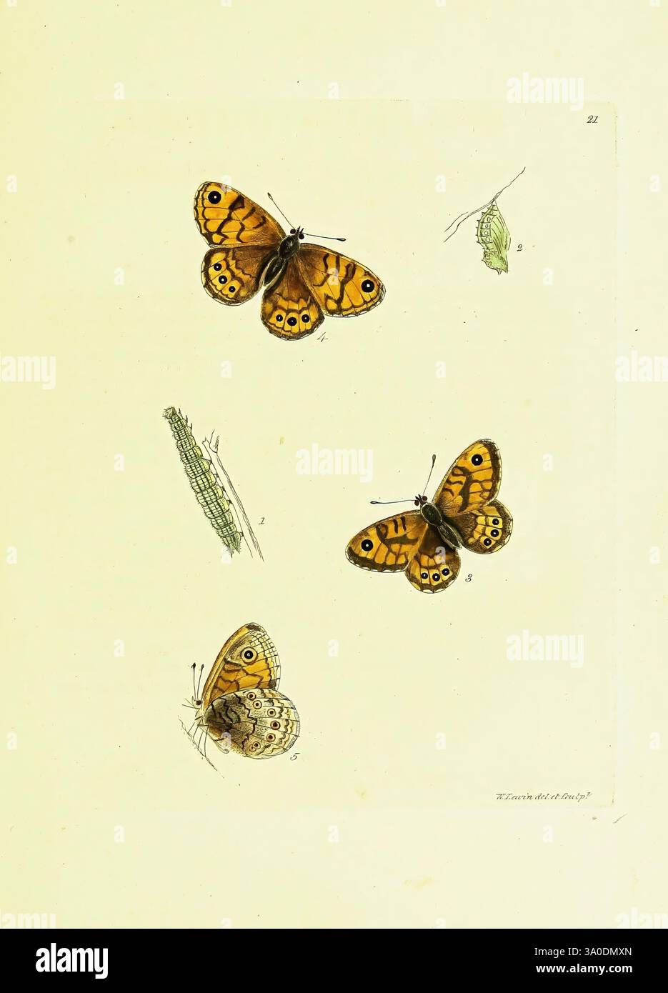 The Papilios of Great Britain, Londres, imprimé pour J. Johnson, 1795, Great Britain, Butterflies, l'illustration présente trois papillons magnifiquement détaillés, chacun présentant des motifs distinctifs et des couleurs vibrantes. Les deux papillons supérieurs présentent une teinte orange frappante avec des marques noires complexes, soulignant leurs ailes délicates. Le troisième papillon, situé en bas, présente une palette plus discrète avec des notes de brun et de crème, et affiche également les taches oculaires caractéristiques. Accompagnant les papillons sont des représentations subtiles de chenilles et de feuillage, ajoutant du contexte à leur L. Banque D'Images