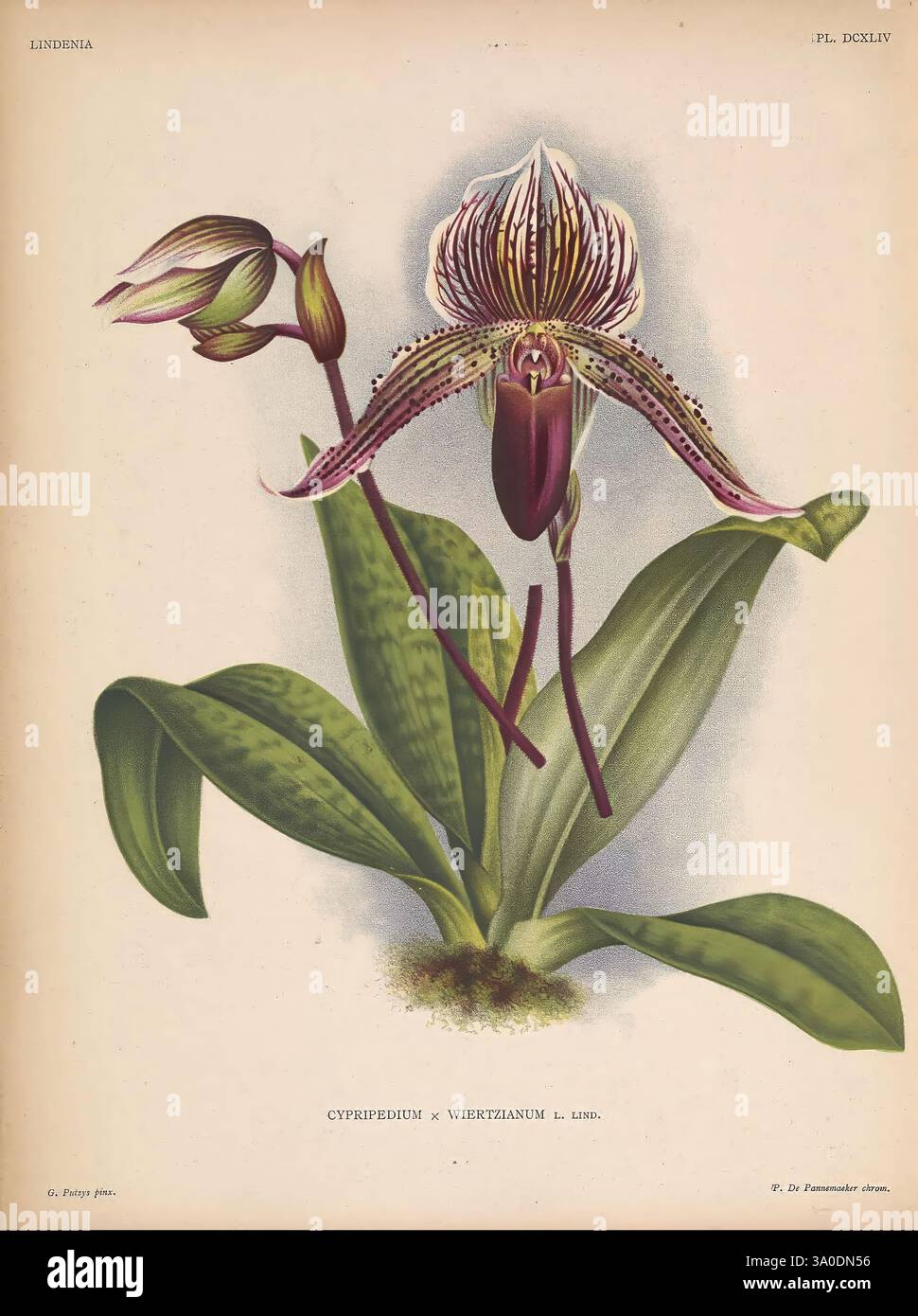 Lindenia Gand [Belgique], Impr. F. Meyer-van Loo, 1885-1906. classification, guides, identification, nomenclature, nomenclature populaire, Orchidaceae, orchidées, œuvres picturales, terminologie, fleurs, tiges, feuilles, Une illustration magnifiquement détaillée d'une orchidée de Cypripedium, en particulier la variété connue sous le nom de 'Wrechtianum'. La fleur présente des caractéristiques uniques, y compris une lèvre à motifs saisissants et des pétales délicats avec des nuances de violet et de blanc. L'orchidée est représentée aux côtés de feuilles vertes luxuriantes, mettant en valeur sa beauté naturelle et les détails complexes de sa structure. Cette œuvre d'art Highligh Banque D'Images