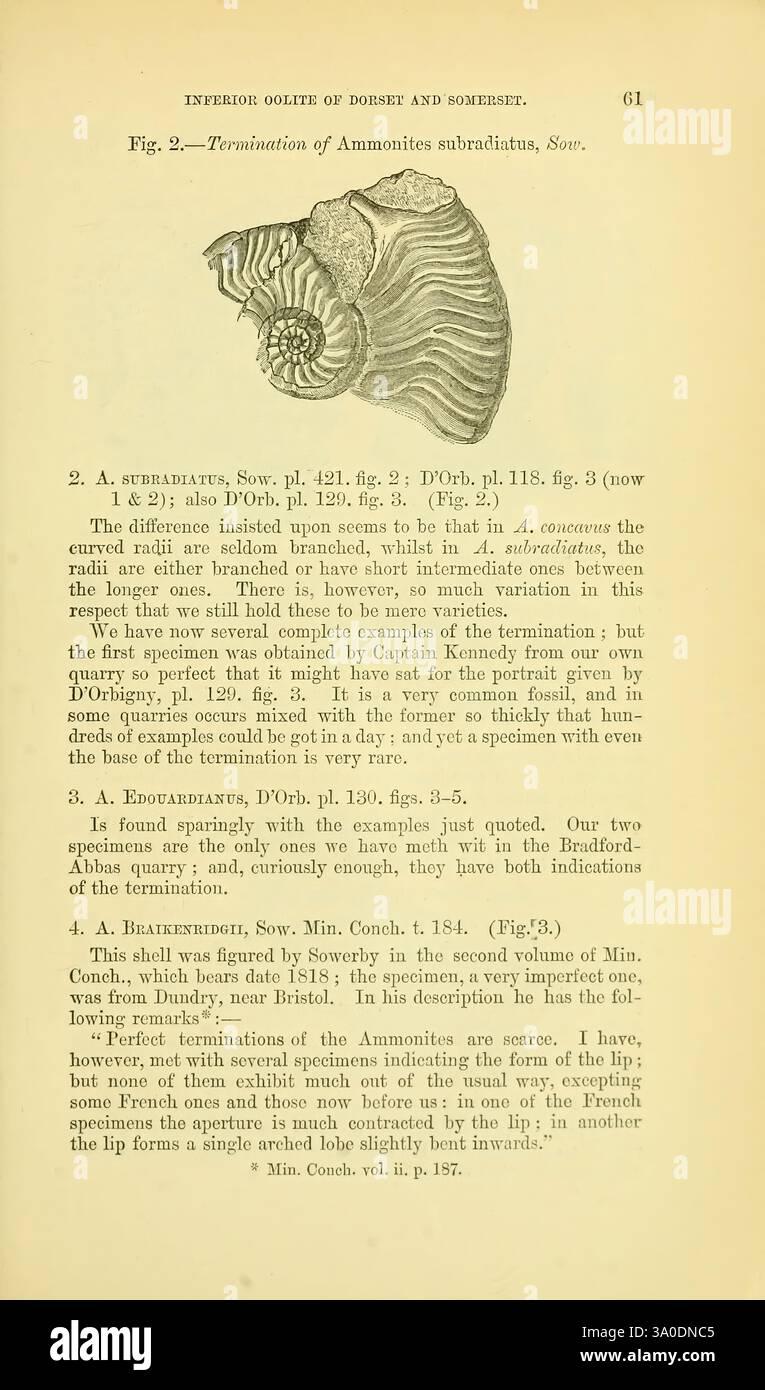 The Quarterly Journal de la Geological Society of London. v. 37 (1881). Londres, géologie, périodiques, cette page présente une discussion scientifique sur la classification de diverses espèces d'ammonites, en se concentrant spécifiquement sur deux espèces nommées : ammonites subradiatus et Ammonites atlantis. Chaque espèce est référencée avec des citations détaillées de la littérature scientifique, y compris des numéros de page et des observations historiques. Le texte se penche sur la morphologie et les caractéristiques de ces ammonites, soulignant leur importance dans les études paléontologiques. Des figures illustratives accompagnent les entrées, sho Banque D'Images