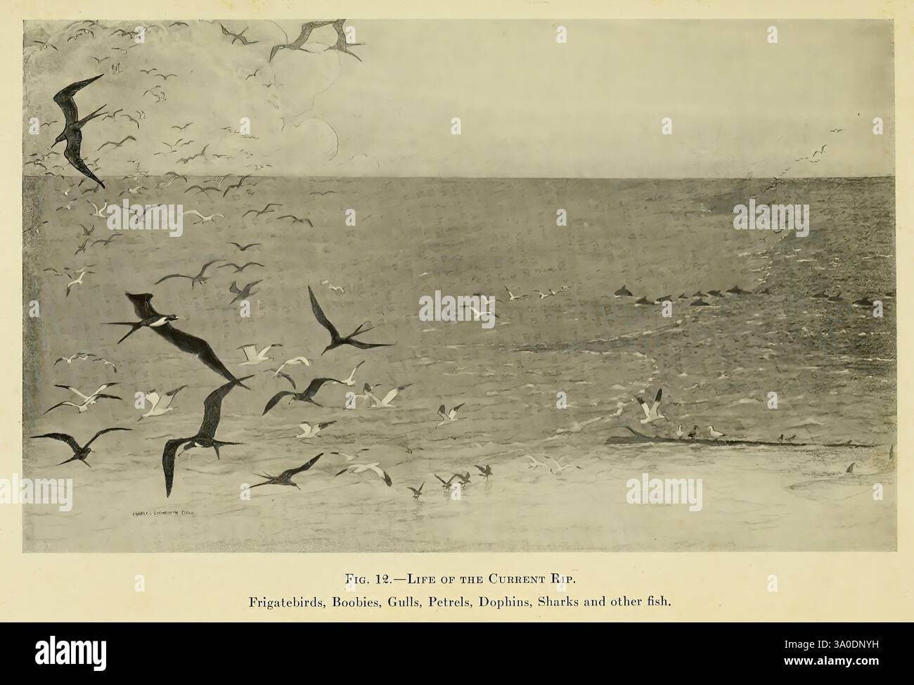 Arcturus Adventure, New York, 1926, navire Arcturus, île Cocos, Costa Rica, description et voyage, îles Galapagos, animaux marins, expéditions scientifiques, Woods Hole, taxonomie : Class = Aves, Charles Livingston Bull, Une scène côtière sereine mettant en vedette un troupeau d'oiseaux de mer en vol au-dessus de l'eau. Les oiseaux semblent manœuvrer gracieusement au-dessus de la surface de l'océan, leurs ailes se sont étendues en glissant et en plongeant à la recherche de poissons ou de nourriture. Les vagues douces qui se trouvent sous eux reflètent le mouvement des oiseaux, créant une interaction dynamique entre l'air et l'eau. En arrière-plan, le horiz Banque D'Images