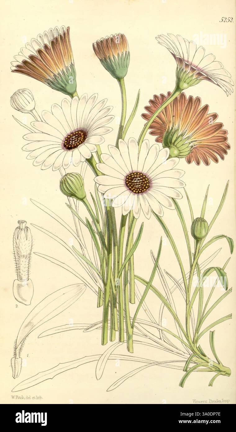 Curtis's Botanical Magazine, Londres, New York, illustration botanique, botanique, périodiques, œuvres picturales, plantes ornementales, Curtis, Une illustration botanique mettant en vedette un groupe de marguerites à différents stades de floraison. La composition met en valeur leurs pétales délicats, mettant en valeur un mélange de teintes blanches et douces aux extrémités, tandis que les bouquets du disque central affichent des tons riches et bruns. Les tiges et les feuilles vertes élancées offrent une toile de fond gracieuse, avec des bourgeons supplémentaires indiquant des fleurs futures potentielles. Accompagnant les principaux éléments floraux est une représentation détaillée de la structure anatomique d'une fleur, Banque D'Images