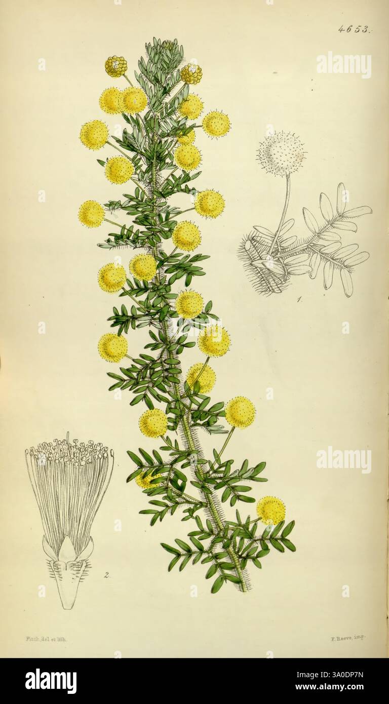 Curtis's Botanical Magazine, Londres, New York, illustration botanique, botanique, périodiques, œuvres illustrées, plantes ornementales, Curtis, Australie, Australie occidentale, Swan River, Acacia Cycnorum, Acacia Lasiocarpa, Walter Hood Fitch, L'illustration montre une représentation détaillée d'une plante à fleurs caractérisée par des tiges vertes allongées ornées de grappes de têtes de fleurs sphériques jaune vif. Ces structures florales ressemblent à de petits pompons, chacun attaché à la tige par des tiges minces. Accompagnant la plante principale sont de plus petits croquis qui détaillent son système racinaire et son anatomie florale, élevée Banque D'Images