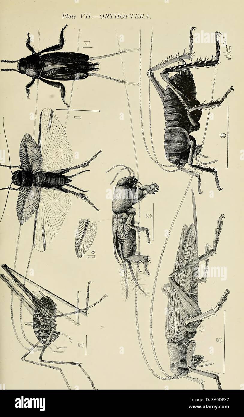 Insectes australiens, Sydney, W. Brooks 1907, Australie, insectes — free download