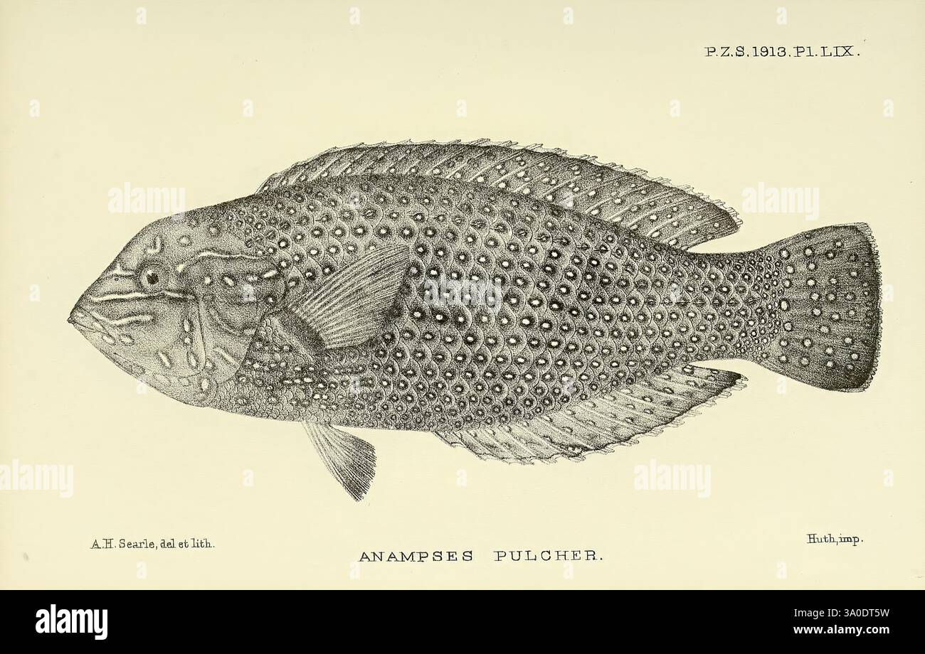 Proceedings of the Zoological Society of London, London, Academic Press Periodicals, Zoology, Fish, une illustration très détaillée de l'Ananosepe Pulcher, mettant en valeur sa forme distinctive et sa peau texturée. Le poisson est représenté dans une vue latérale, soulignant son corps arrondi orné de nombreuses petites taches surélevées. Ses ailerons sont élégamment étendus, soulignant la structure complexe de l'aileron. L'illustration note le nom scientifique, tandis que l'arrière-plan reste simple pour mettre l'accent sur les caractéristiques uniques du poisson. Banque D'Images