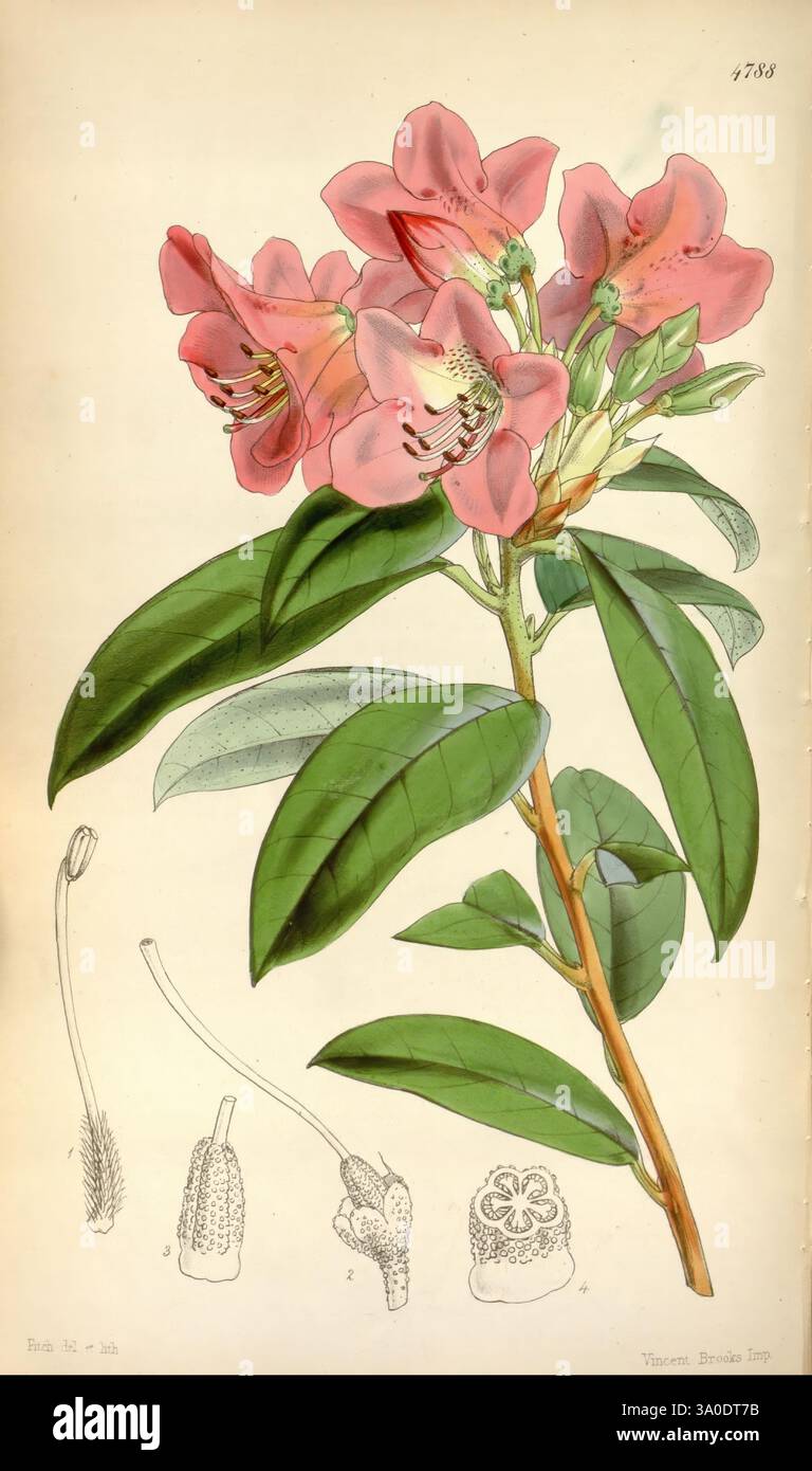 Curtis's Botanical Magazine Londres New York botanique périodiques œuvres picturales fleurs Walter Hood Fitch Rhododendron cinnabarinum rhododendron fleuri cinabre Tibet Chine Népal Bhoutan Sikkim Curtis William Jackson Hooker Sikkim Inde Himalaya, l'illustration présente une branche délicate avec des fleurs roses vibrantes avec des marques violettes prononcées sur les pétales. Les fleurs sont nichées au milieu de feuilles vertes luxuriantes, qui sont allongées et brillantes, améliorant l'esthétique botanique. Sous la floraison principale, une étude détaillée des structures reproductrices de la plante est présentée. Cela inclut individuel Banque D'Images