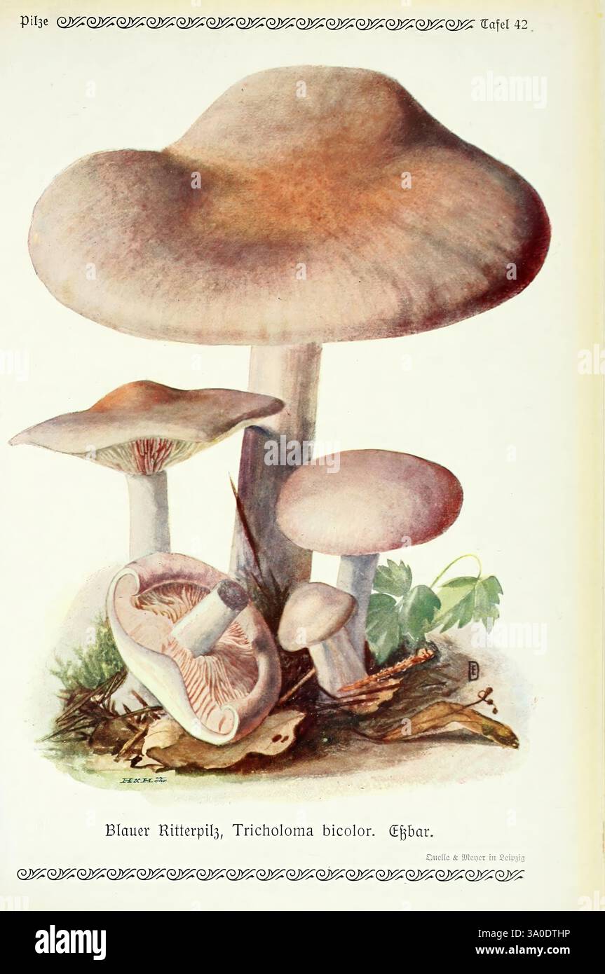 Pilze der Heimat Leipzig, quelle und Meyer, 1913, Agaricacées, champignons, Allemagne, Mycologie, champignons, champignons, Emil Doerstling, Tricholoma bicolor, l'illustration montre un groupe de champignons, montrant en évidence diverses espèces de Tricholoma bicolor, communément connu sous le nom de champignon chevalier bleu. Les deux plus grands champignons présentent leurs chapeaux distincts, qui présentent des nuances et des textures subtiles, tandis qu'un plus petit fait allusion à sa structure unique. Autour des champignons se trouve un cadre naturel avec des feuilles et des débris organiques, améliorant la représentation détaillée de ce champignon fascinant. Le délicat Banque D'Images