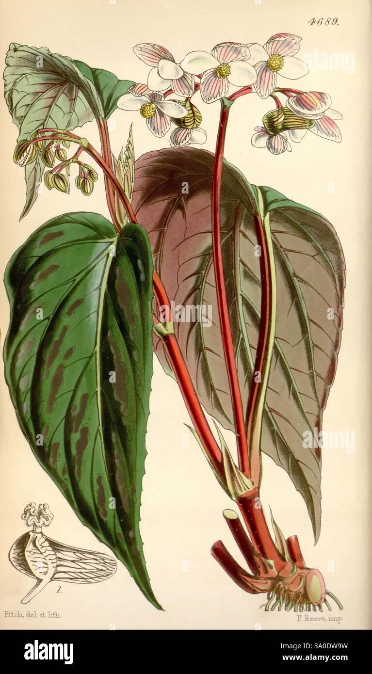 Curtis's Botanical Magazine Londres, New York illustration botanique Botanique périodiques travaux picturaux plantes ornementales Curtis, cette illustration présente une étude botanique d'une plante caractérisée par ses feuilles larges et saisissantes et ses fleurs délicates. Les feuilles affichent une texture riche et une coloration profonde, avec des veines proéminentes ajoutant à leur intérêt visuel. Les fleurs sont blanches avec des motifs complexes, mettant en valeur un mélange de teintes subtiles, tandis que les fines tiges rouges fournissent un contraste vibrant. Accompagnant la plante, la représentation d'un insecte suggère un lien avec son écosystème. L'atte Banque D'Images