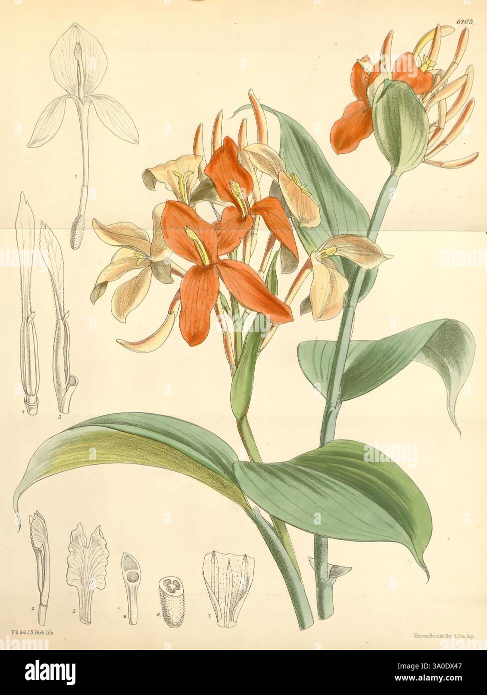 Curtis's Botanical Magazine Londres, New York Botanical illustration botanique périodiques œuvres picturales plantes ornementales Curtis Frederick William Burbidge Burbidge anitida taxonomie : Family = Zingiberaceae, Une étude botanique magnifiquement illustrée présente un affichage vibrant de fleurs d'orchidées, mettant en valeur des fleurs orange et jaune pâle frappantes disposées sur une tige haute et mince. Le feuillage environnant comprend des feuilles vertes luxuriantes, ajoutant une sensation de profondeur à la composition. À gauche, un dessin anatomique représente différentes étapes de la fleur, révélant des détails complexes de la forme des pétales et de la stru Banque D'Images