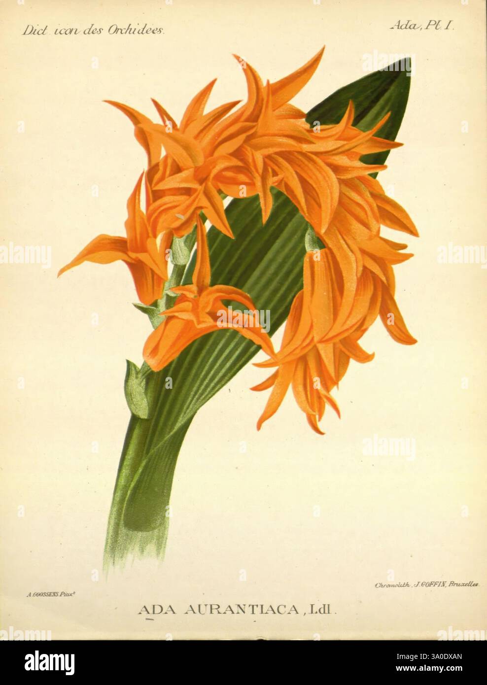 Dictionnaire iconographique des orchidees Bruxelles Imp. F. Havermans 1896-1907 botanique Orchidaceae œuvres picturales, cette œuvre d'art présente une représentation vibrante de l'orchidée Ada aurantiaca, mettant en valeur ses fleurs orangées frappantes qui spiralent élégamment à partir d'une tige centrale. L'arrangement floral est complété par une large feuille verte, accentuant le contraste et soulignant les détails complexes des fleurs. Chaque pétale présente une texture délicate, avec de subtiles variations de teinte qui ajoutent de la profondeur et de la dimension. Ci-dessous, la nomenclature botanique est élégamment inscrite, reflétant le cla de la plante Banque D'Images