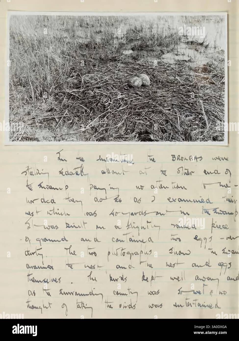 Ornithological Field Diaries of A. Graham Brown 1947-1957, la légende décrit une scène mettant en scène un nid avec deux œufs reposant sur le sol naturel. Autour du nid, des touffes d'herbe et un feuillage léger sont visibles, suggérant un cadre sauvage où la faune pourrait prospérer. Dans le texte ci-joint, l’auteur réfléchit à son examen du nid et donne un aperçu du but de l’étude. Le récit fait allusion à une approche méticuleuse de l'observation et de la documentation du site, indiquant un accent mis sur le comportement et l'habitat de la faune. Des croquis ou des notes supplémentaires de l'auteur peuvent accommoder Banque D'Images