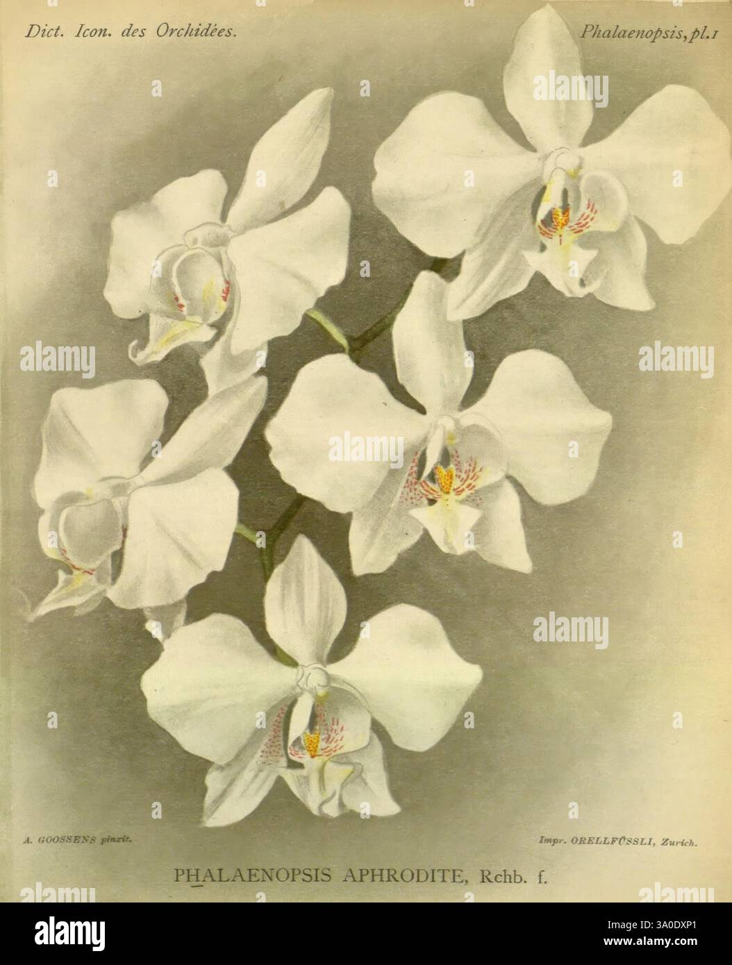 Dictionnaire iconographique des orchidees, 1896-1907. botanique, orchidaceae, œuvres picturales, phalaenopsis, alphonse goossens, orchidée, fleurs, phalaenopsis aphrodite, taiwan, philippines, une composition délicate mettant en valeur l'élégance des orchidées Phalaenopsis Aphrodite. Les fleurs frappantes présentent une teinte blanche immaculée, améliorant leurs surfaces de pétales lisses et leurs détails complexes. La zone centrale de chaque fleur présente des marques jaunes et rouges vibrantes, ajoutant un contraste vif à la douceur globale. Chaque fleur est gracieusement arrangée, soulignant leur beauté naturelle et leur forme symétrique, emp Banque D'Images